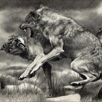 Душа Льва, Храбрость Волка